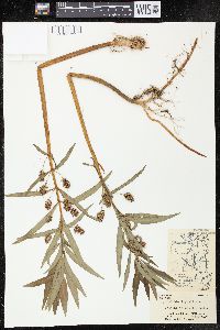 Lysimachia thyrsiflora image