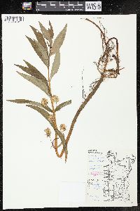 Lysimachia thyrsiflora image