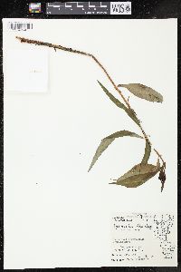 Lysimachia thyrsiflora image