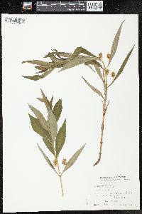 Lysimachia thyrsiflora image