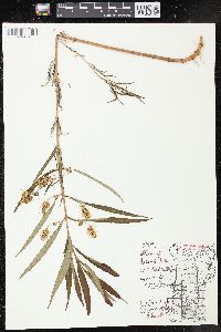 Lysimachia thyrsiflora image