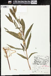 Lysimachia thyrsiflora image