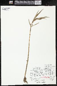 Lysimachia thyrsiflora image