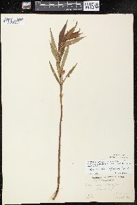 Lysimachia thyrsiflora image