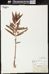 Lysimachia thyrsiflora image