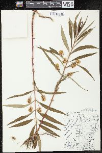 Lysimachia thyrsiflora image