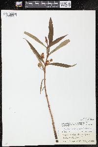 Lysimachia thyrsiflora image