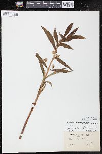 Lysimachia thyrsiflora image