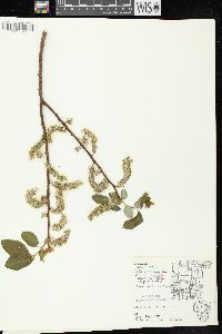 Salix sericea image