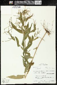 Epilobium coloratum image