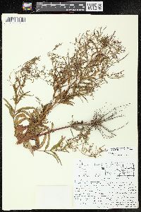 Epilobium coloratum image