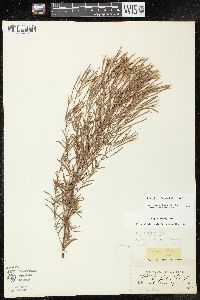 Epilobium leptophyllum image