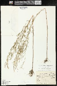 Epilobium leptophyllum image