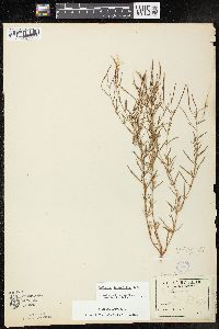 Epilobium leptophyllum image