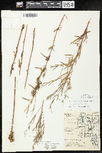 Epilobium leptophyllum image