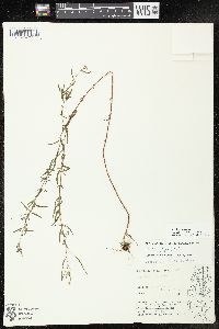 Epilobium leptophyllum image