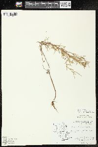 Epilobium leptophyllum image