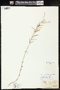 Epilobium leptophyllum image