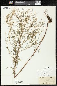 Epilobium leptophyllum image