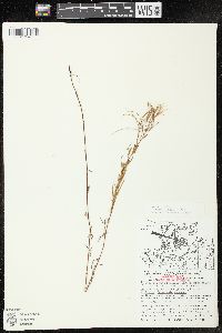 Epilobium leptophyllum image