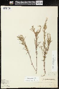 Epilobium leptophyllum image