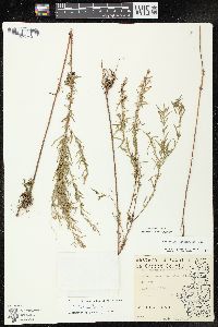 Epilobium leptophyllum image