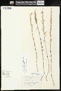 Epilobium leptophyllum image