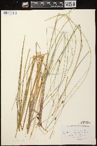 Carex oligosperma image