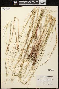 Carex oligosperma image