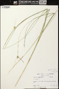 Carex oligosperma image