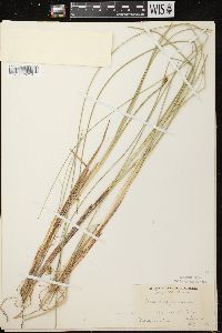 Carex oligosperma image