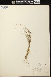 Carex oligosperma image