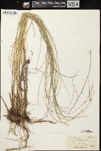 Carex oligosperma image