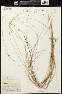 Carex oligosperma image