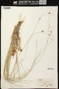 Carex oligosperma image