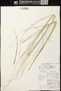 Carex oligosperma image