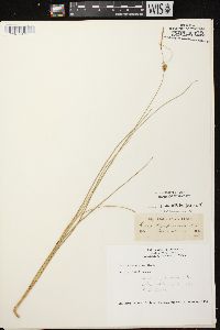 Carex oligosperma image