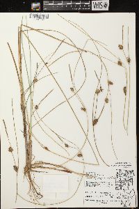 Carex oligosperma image