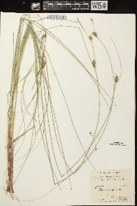 Carex oligosperma image