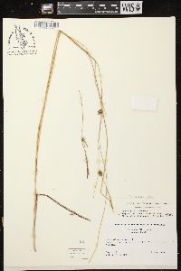 Carex oligosperma image