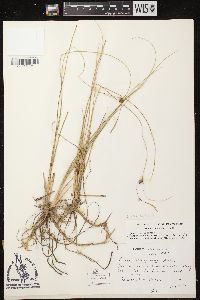 Carex oligosperma image