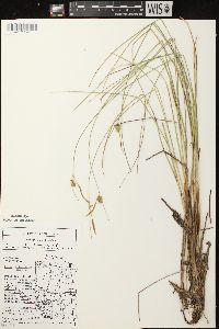 Carex oligosperma image