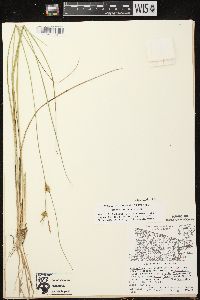 Carex oligosperma image