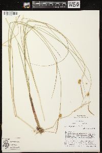 Carex oligosperma image