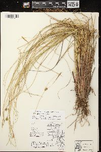 Carex oligosperma image