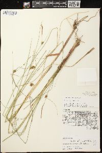 Carex oligosperma image