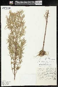 Epilobium leptophyllum image