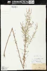 Epilobium leptophyllum image