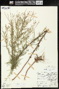 Epilobium leptophyllum image