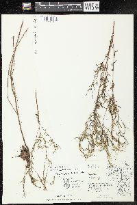 Epilobium leptophyllum image